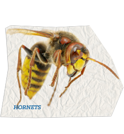 Hornets