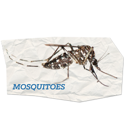Mosquito Treatment