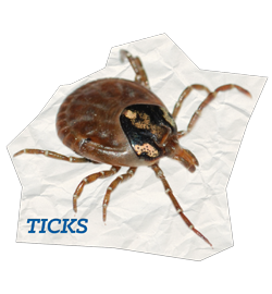 Ticks