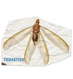 Termites