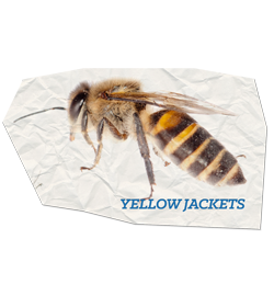 Yellow Jacket