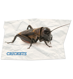 Crickets
