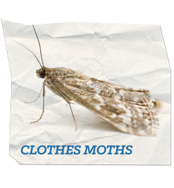 Clothes Moths