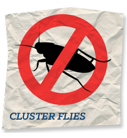 Cluster Fly