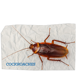 Cockroaches