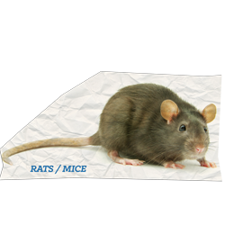 Rats and Mice