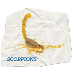 Scorpions