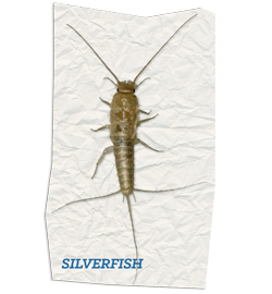 Silverfish