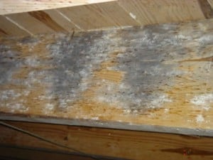 Wood Decay Fungus