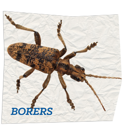 Old House Borer