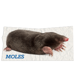 Moles