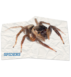Spiders