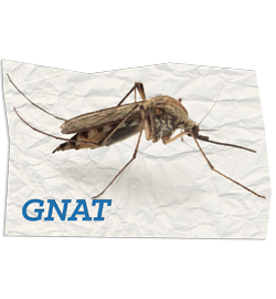 Gnat