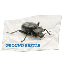 Ground Beetle
