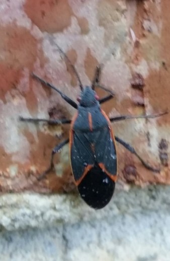 Box Elder Bugs