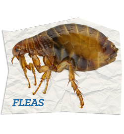 Fleas