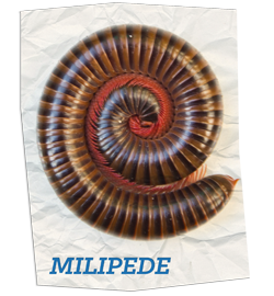 Millipede