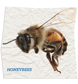 Bees