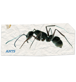 Ants