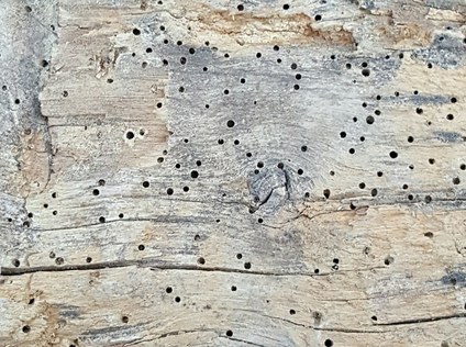 Powder Post Beetle
