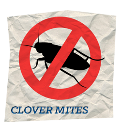 Clover Mite