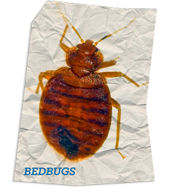 Bed Bug Facts