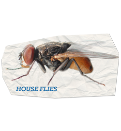 House Fly
