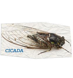 Cicadas