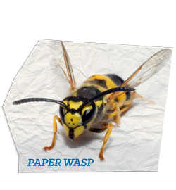Paper Wasps