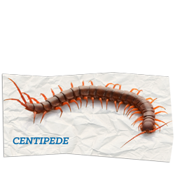 Centipedes