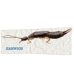 Earwigs