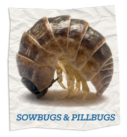 Pill and Sow Bugs