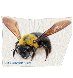 Carpenter Bee