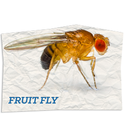 Fruit Flies