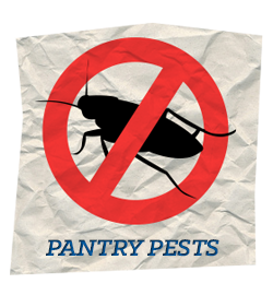 Pantry Pests